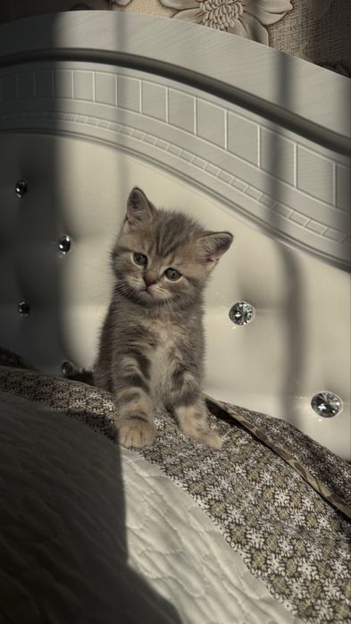 Котят скоттиш страйт