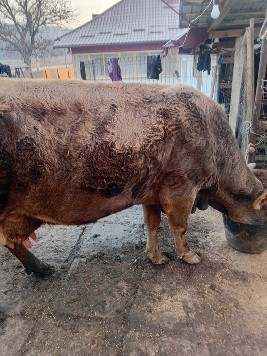 Vând vaca cu vițel