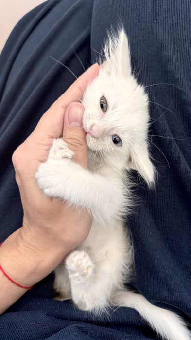 Срочно отдам котенка