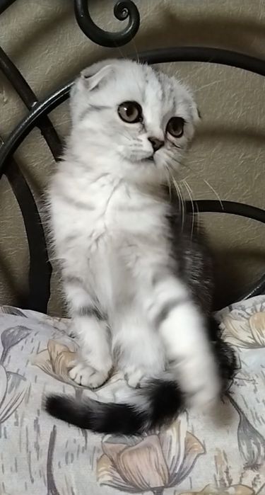 Скоттиш фолд. Девочка.