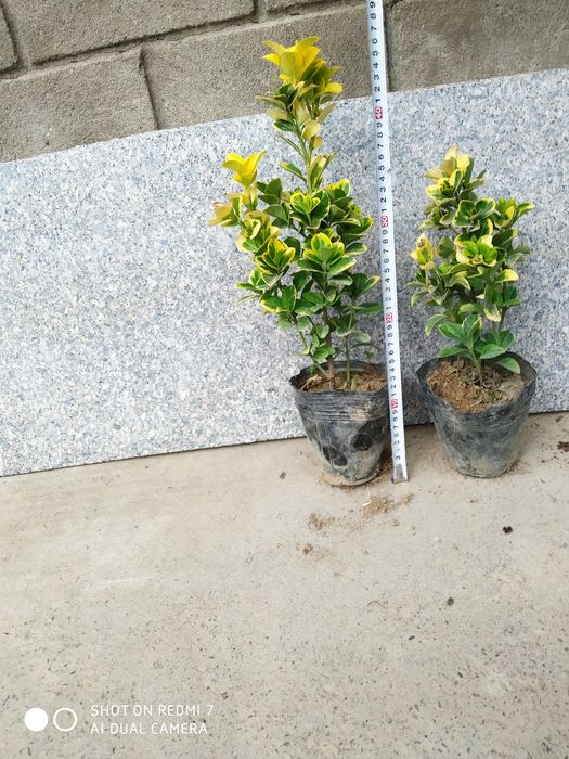 Кочатлар сотилади, Шамшот брискетлар