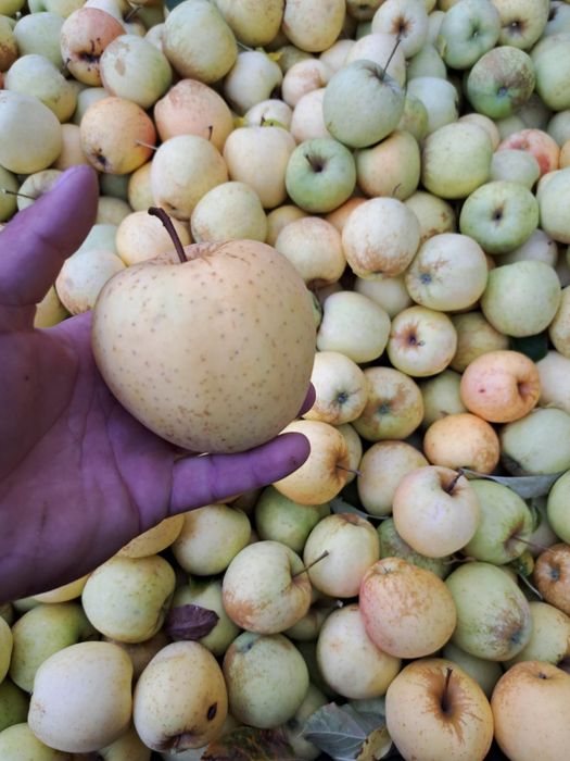 Vând mere diverse soiuri