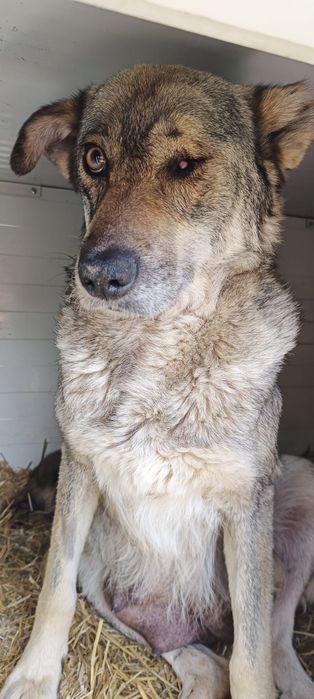 Adopție cățelușa adultă traumatizată