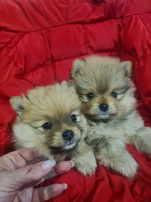 Померанский шпиц