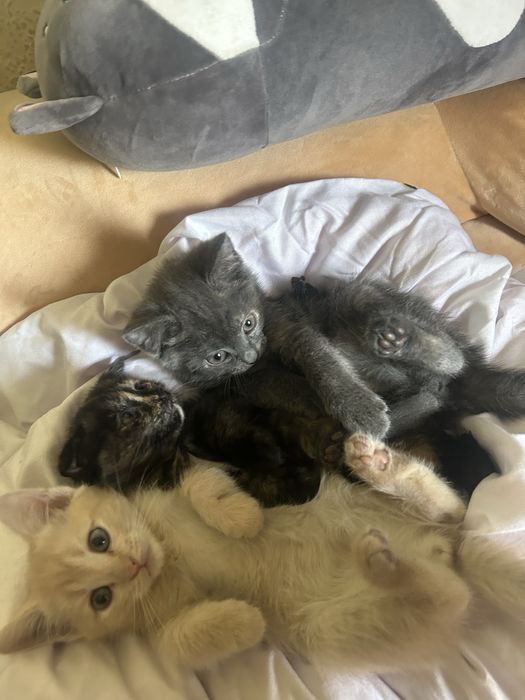 Котята вислоухие