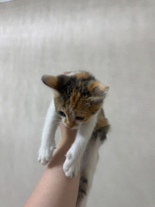 Котенок ищет дом
