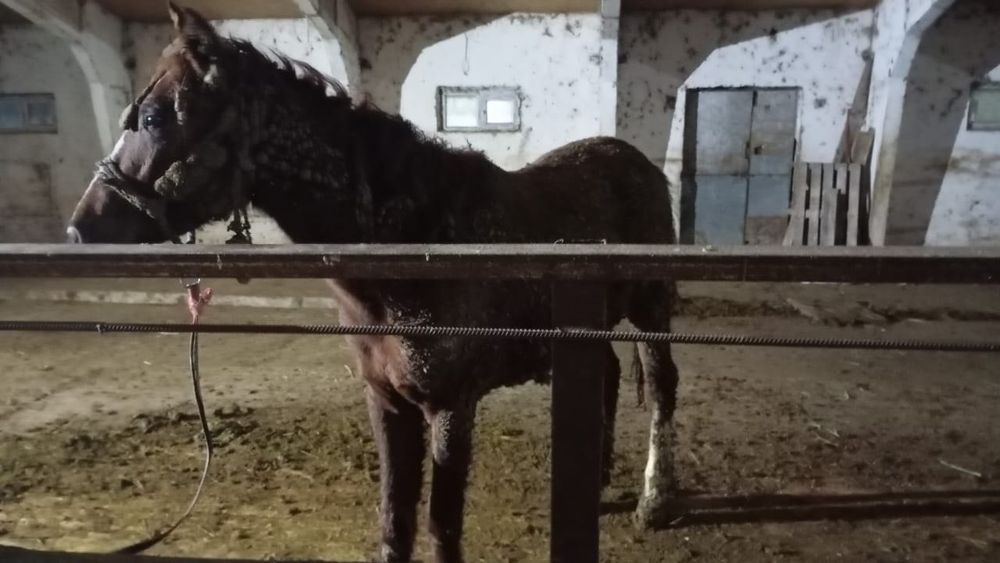 семиз тай сатылады