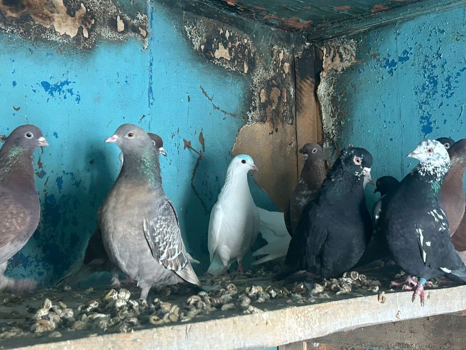 Продам Голуби Бакинский