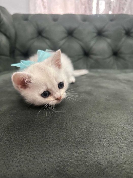 Мальчик британская шиншилла