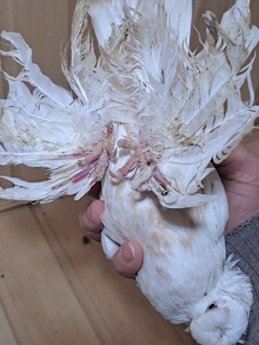 Голубка гулбадам