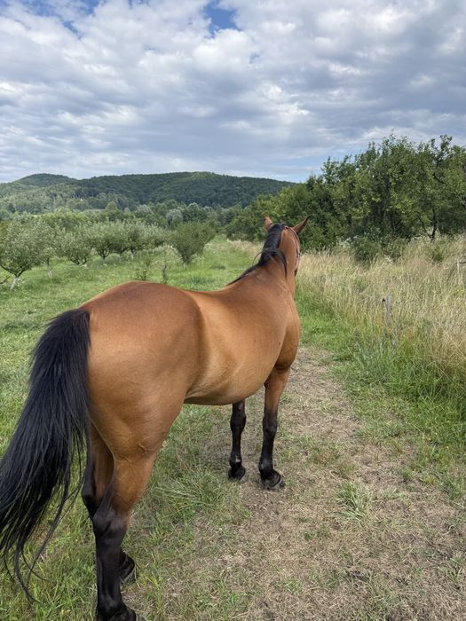 De vânzare  iapa
