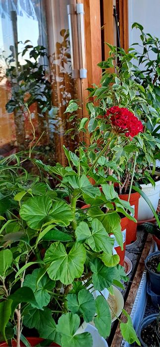 Продам комнатные цветы. Герань и др.