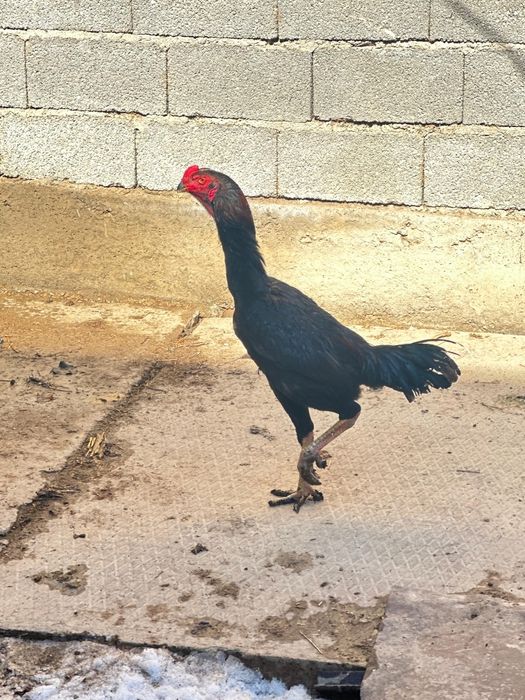 Осы қораз сатылады