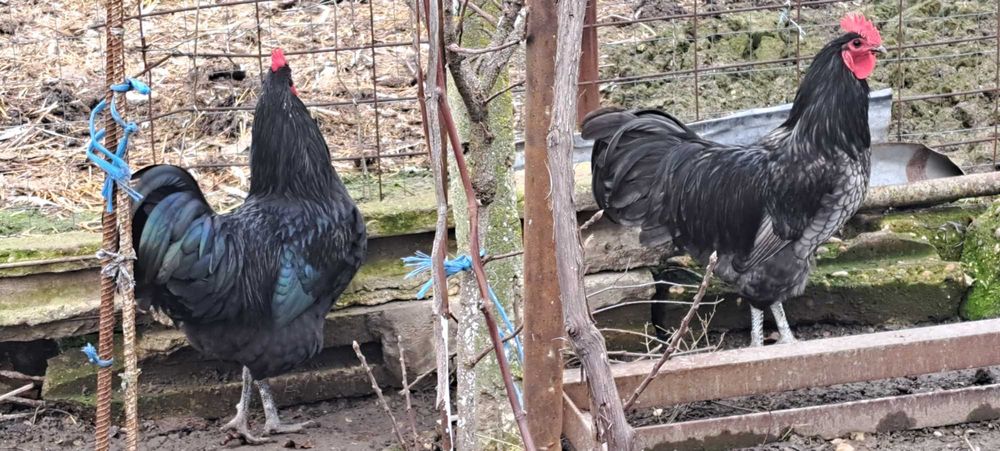 2 Cocosi australop negru si albastru