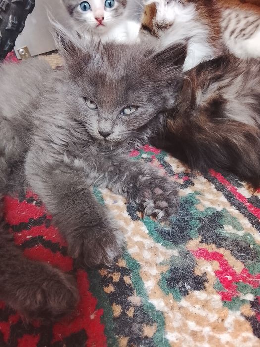 Котята в хорошие руки