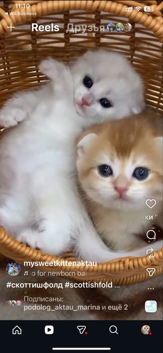 Продам шиншиллок шоу класса