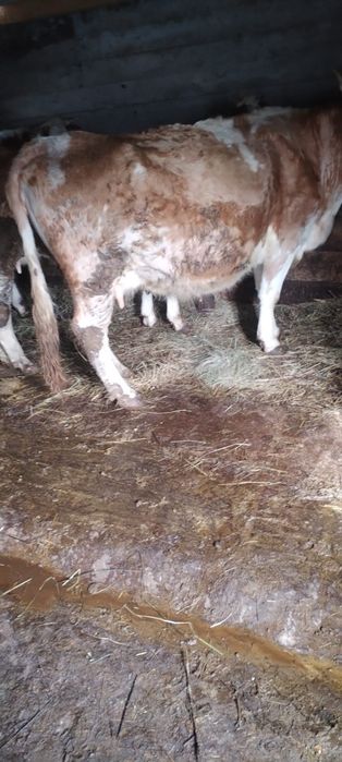 Vând Vacă Bălțată Românească Gestantă