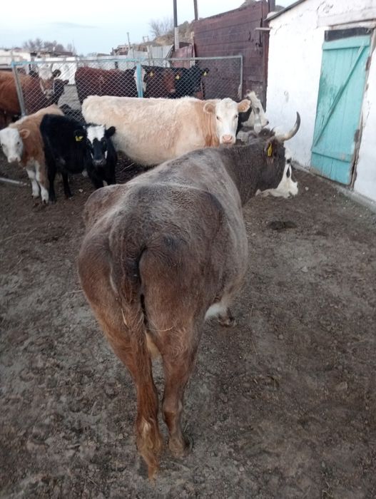 Касапшы. Мал сою. Актобе