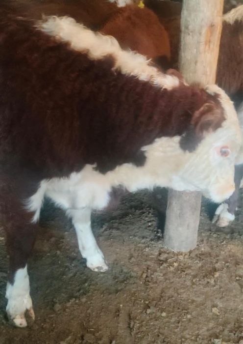 СРОЧНО!Продам белоголовых бычков , тёлочек