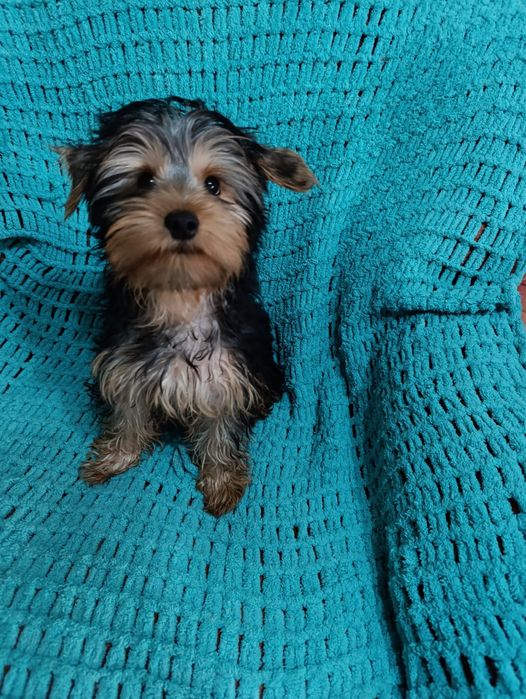 Щенок Йорка,мальчик