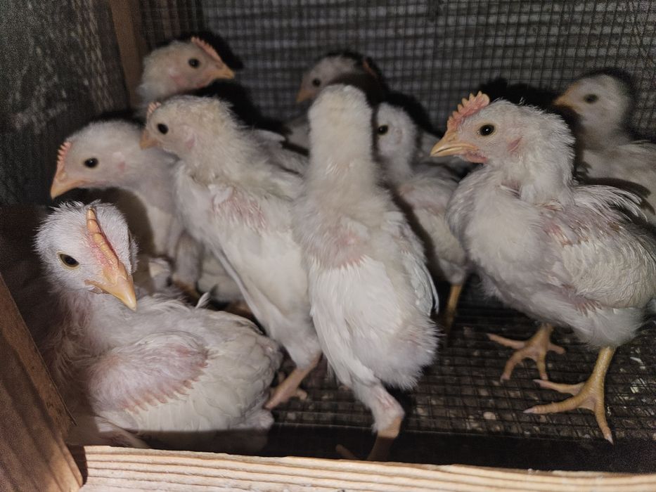 Яйца оплодени от Легхорн