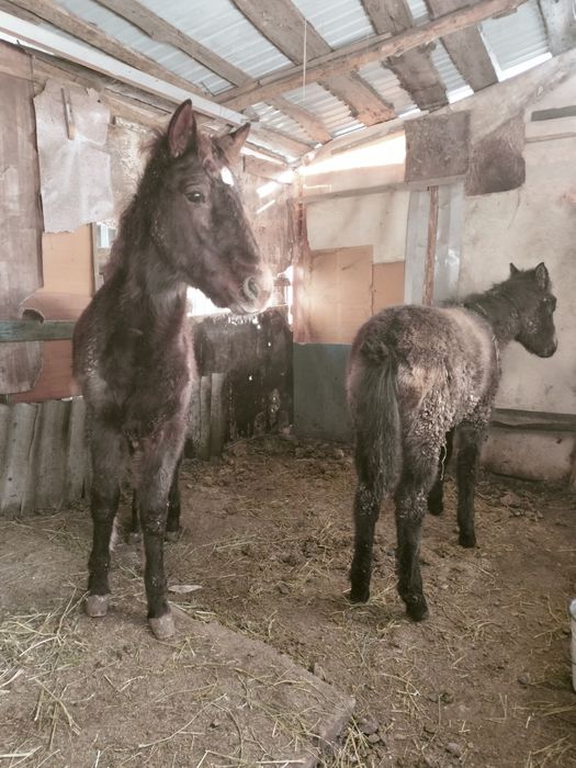 5-6 айлык жылкылар