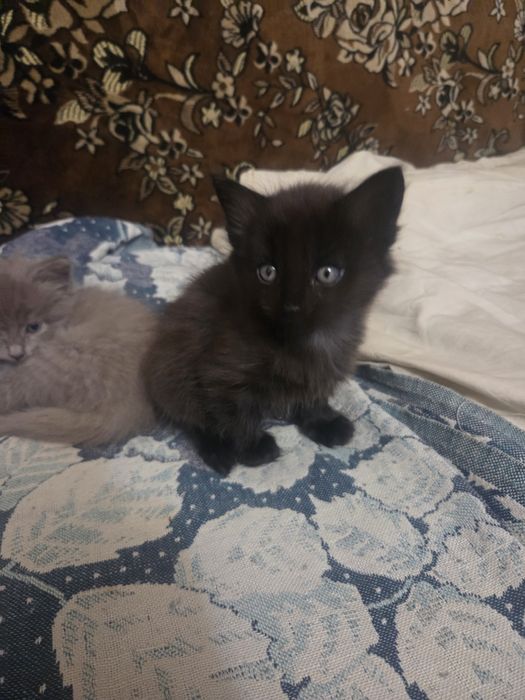 Котята , 4 штуки