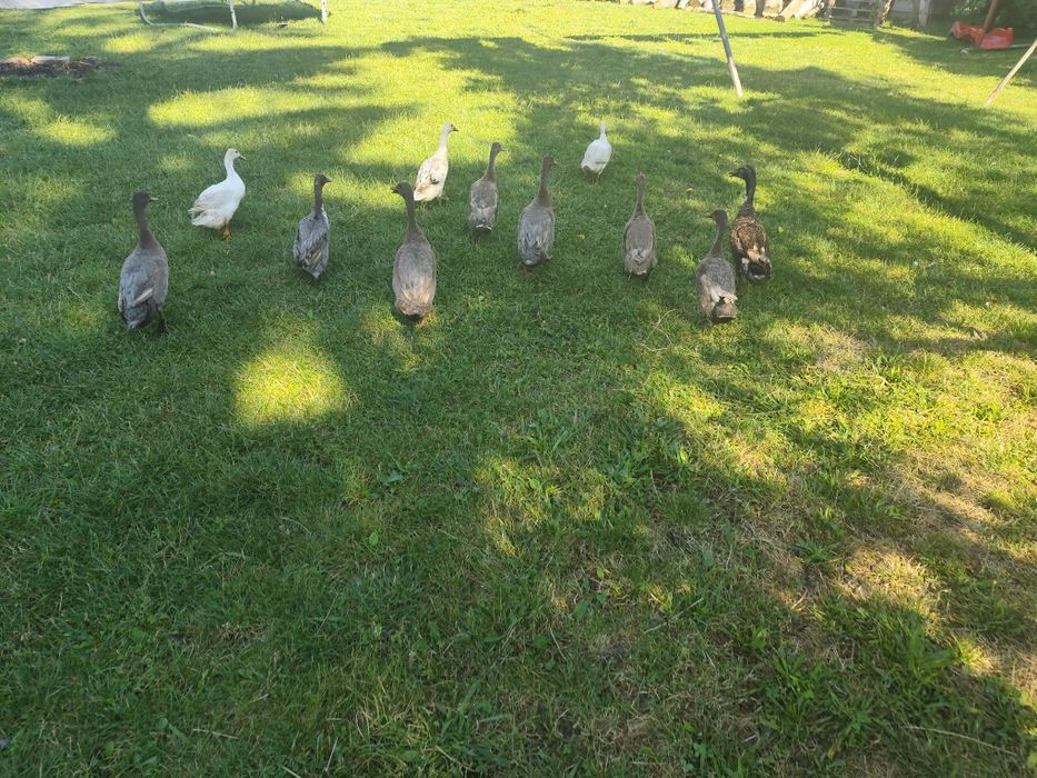 Vând Rațe care elimină limaxuri