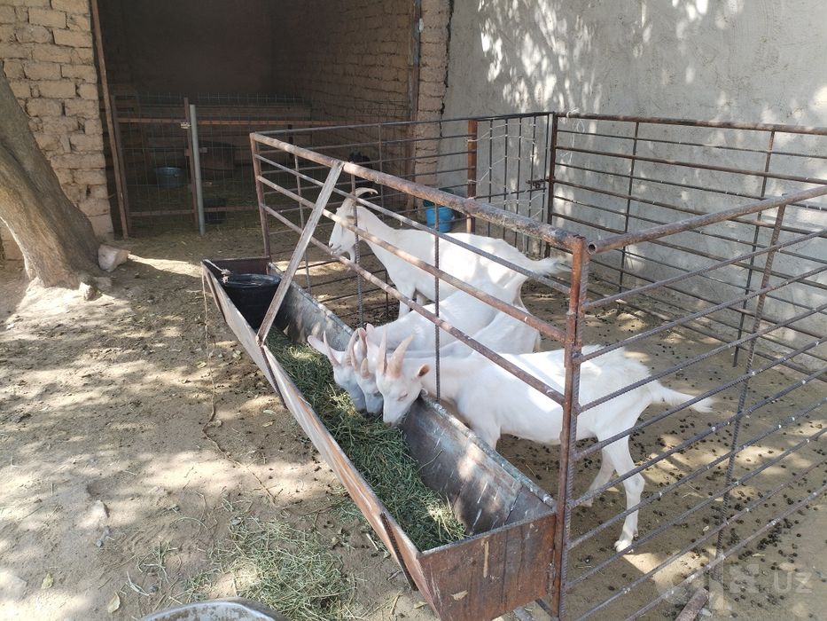 Зодор сутли эчкилар