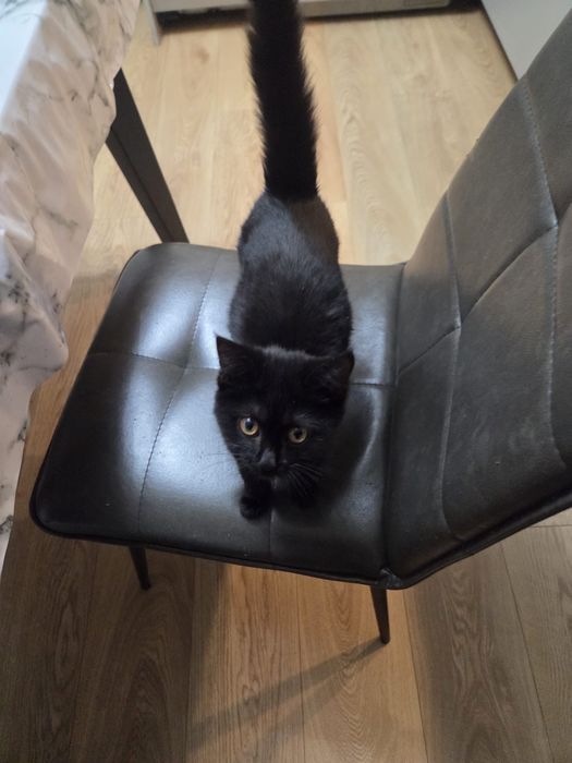 Котенок девочка в добрые руки