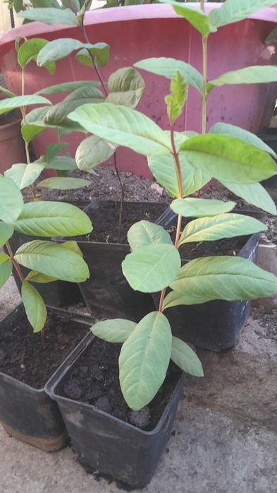 Продам сеянцы гуаявы