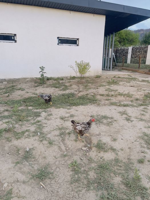 Продам курей виандот серебро
