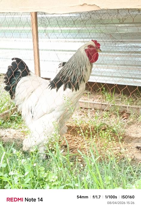 Brama tovuq xoʻroz sotiladi