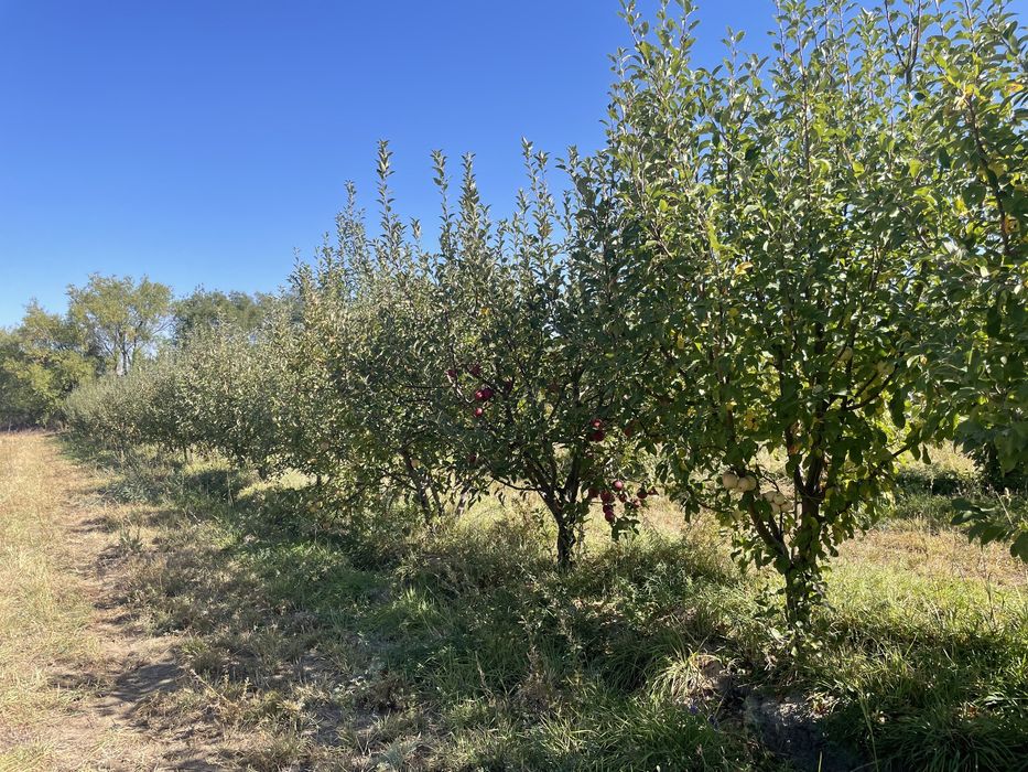 Яблоневый сад