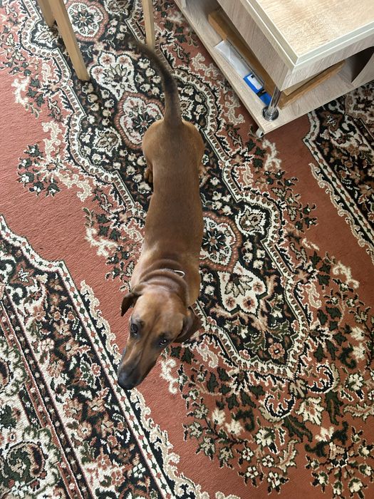 Такса кобель на случку