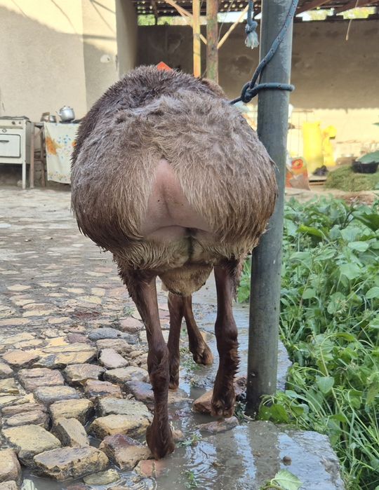 Qazoqi tagal sotiladi