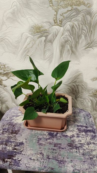 Цветок Антуриум .