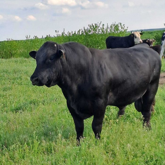Tauri angus de vanzare