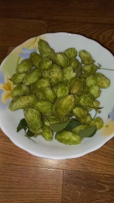 Продам очень полезный Хмель шишки