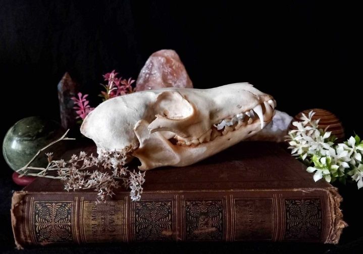 Trofeu,trofee,craniu,craniu de vulpe