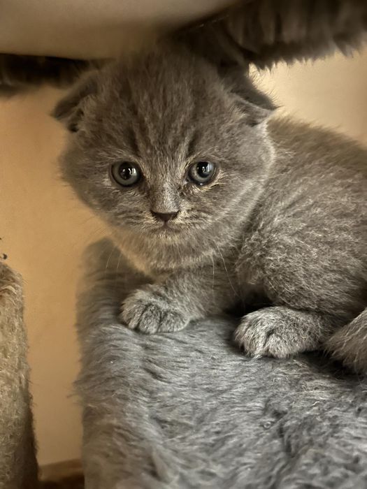 Британска късокосместа