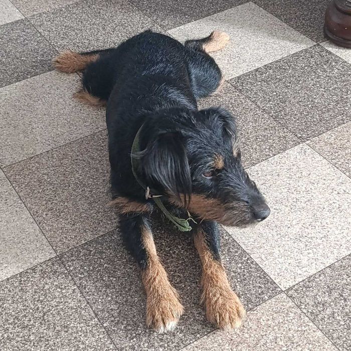 потерялась собака