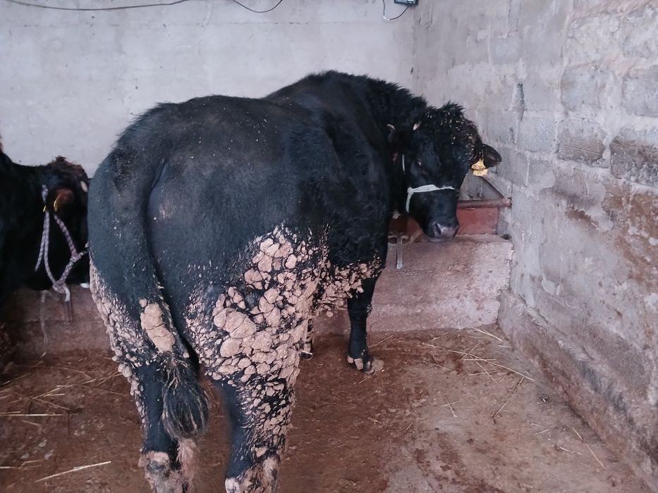 СемізбұхаларСатылады