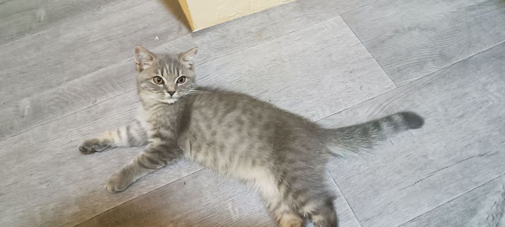 Mushuk sotiladi parodali tez va arzon oxirgi mushukchamiz