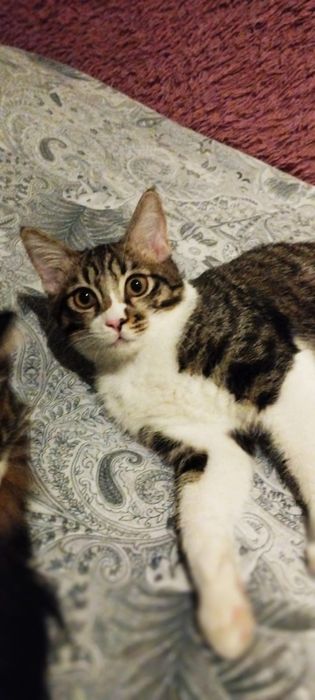Милый Котёнок в добрые руки