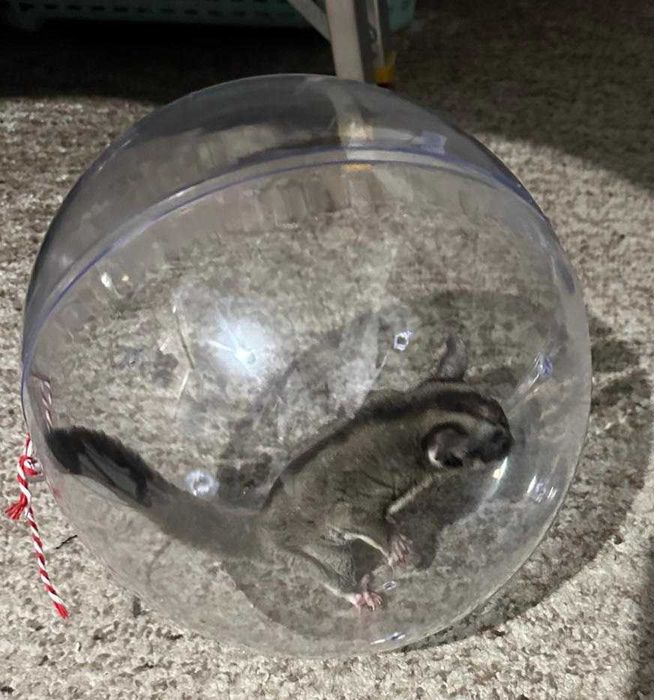 Veverita zburatoare + cușca + accesorii + hrana