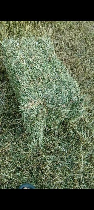 Сено разнотравья с люцерной