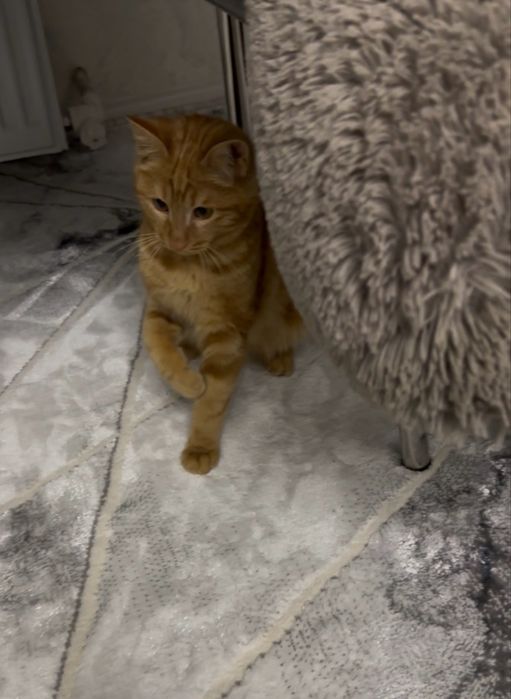 Отдам в добрые руки