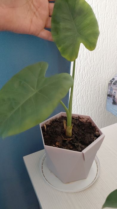 Комнатные цветы, разные.