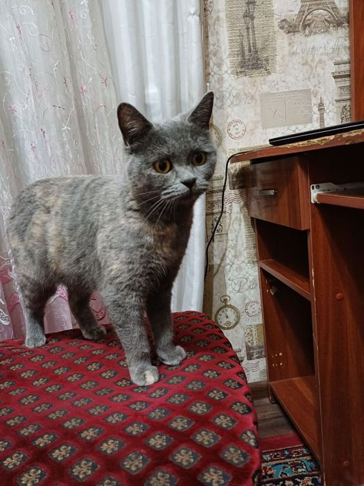 Кошка СКОТТИШ ФОЛД (шотландская) продаю